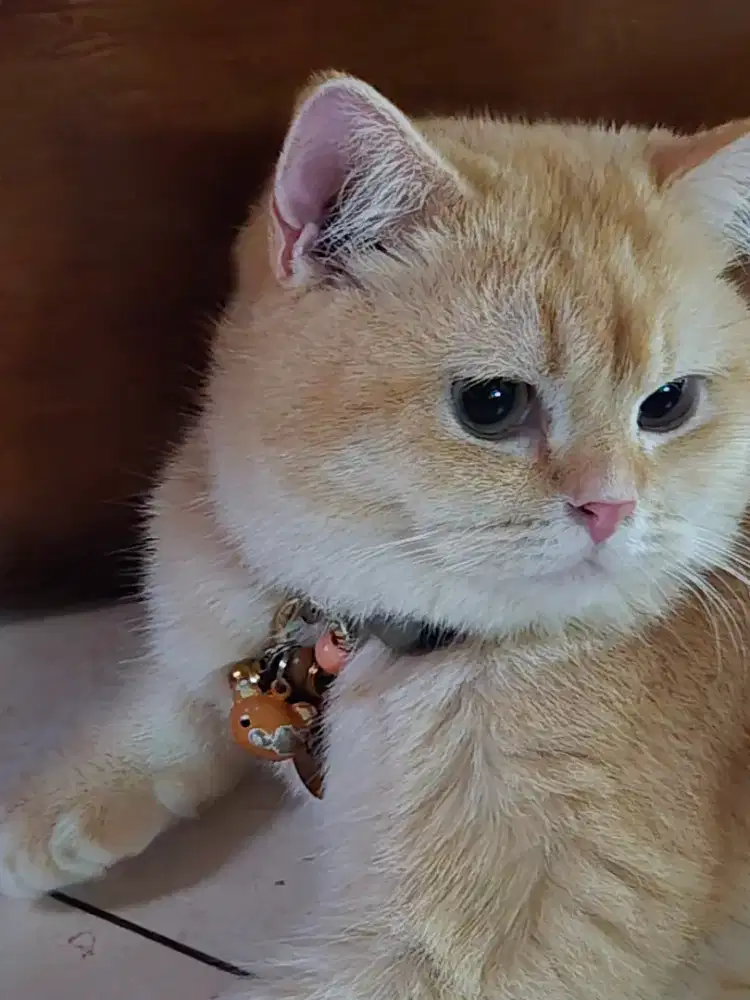 British Shorthair Golden