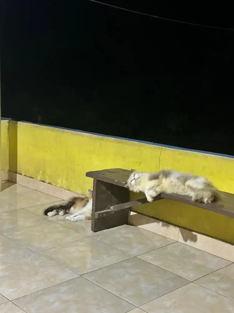 Kucing Persia Putih Abu Abu