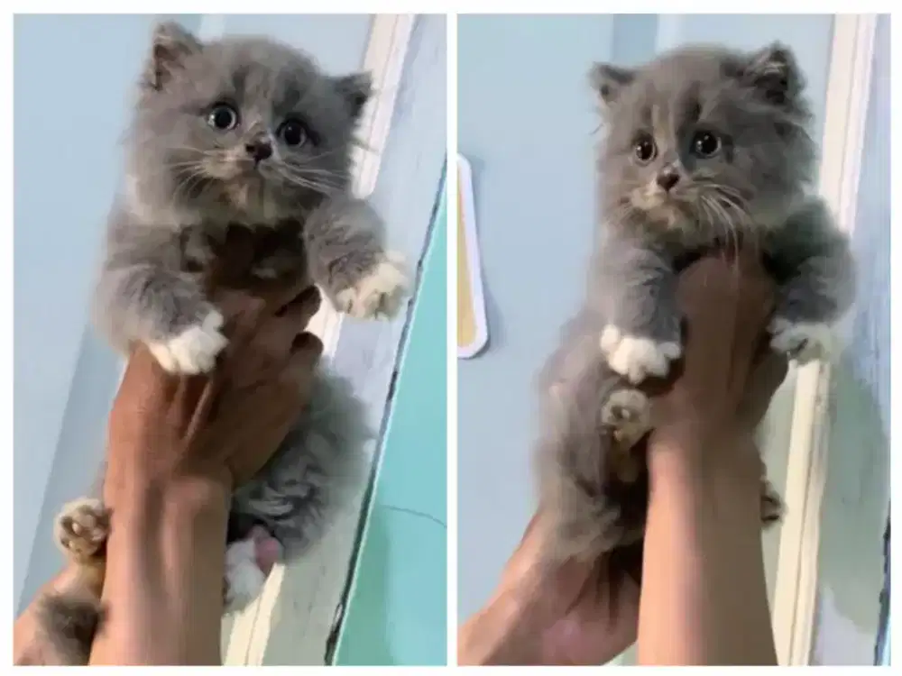 Kucing kitten British longhair Bicolor blue