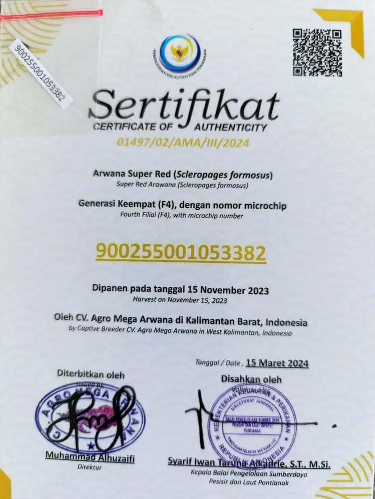 Arwana Super Red Microchip Bersertifikat