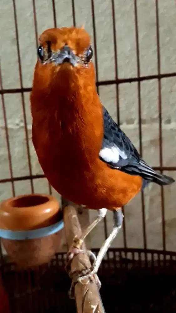 BURUNG ANIS MERAH RING ZAINAL BUNYI GACOR