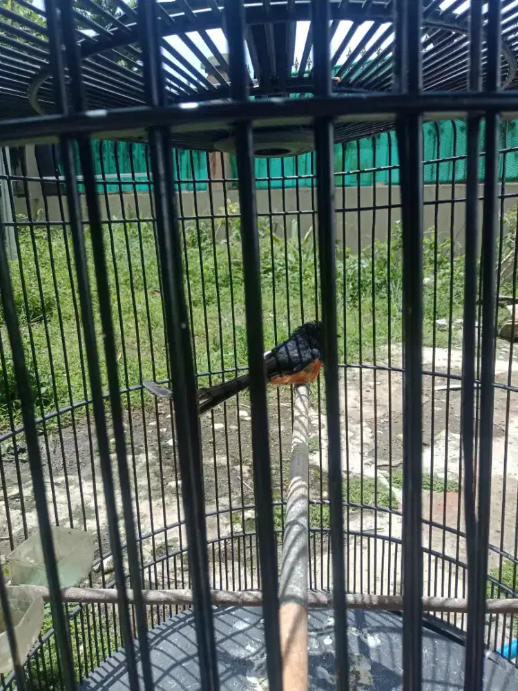 MURAI BATU F4 FIGHTER