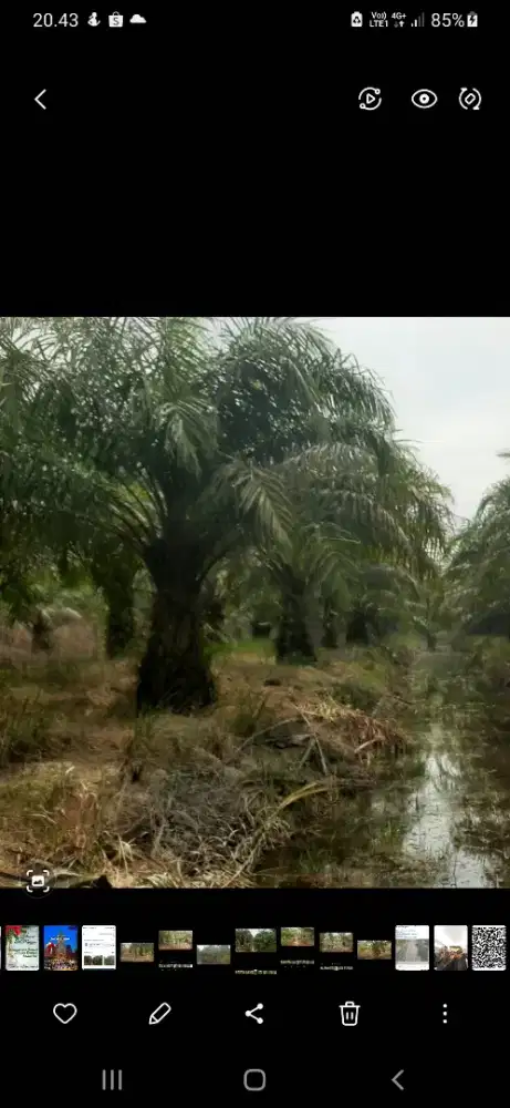 Lahan sawit luas 4.5 hektar dijual harga Rp. 520,000,000 bisa nego