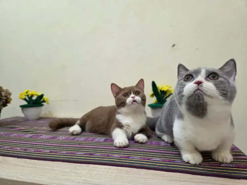 Munchkin bsh / british/ scottish