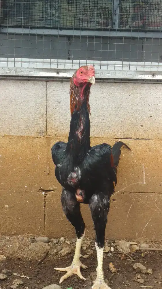 Ayam Janggar 4/5 Bulan Shamo x Bk klasik