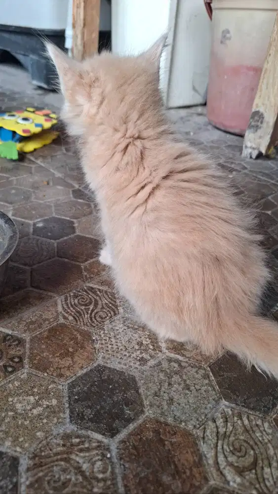 Jual anakan kucing umur 2 bulan anggora ekor kemoceng