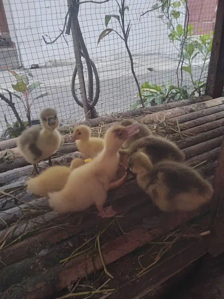 Anakan soang/angsa benggala&anakan entok