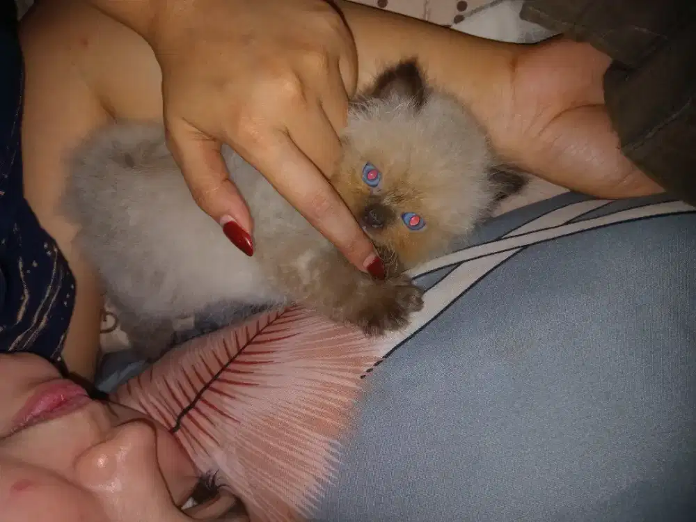 Kucing Himalayan pure