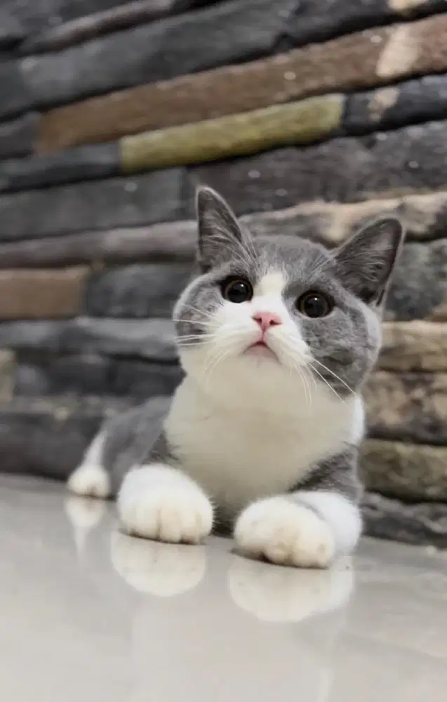 British Shorthair Show Quality