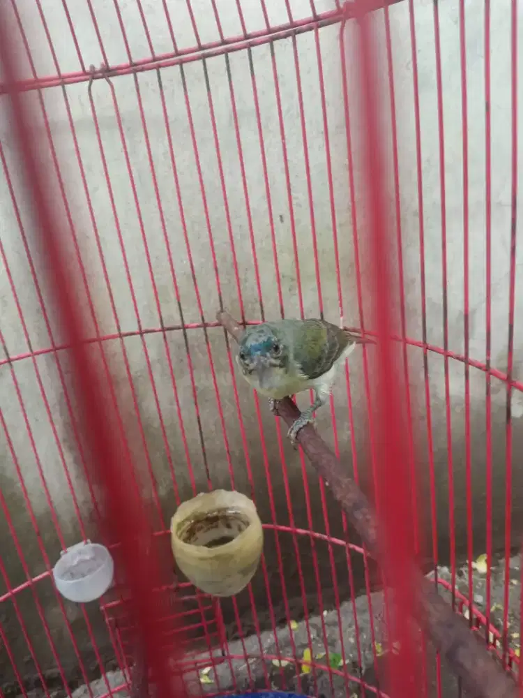 Burung masteran bagus wc jinak trotol