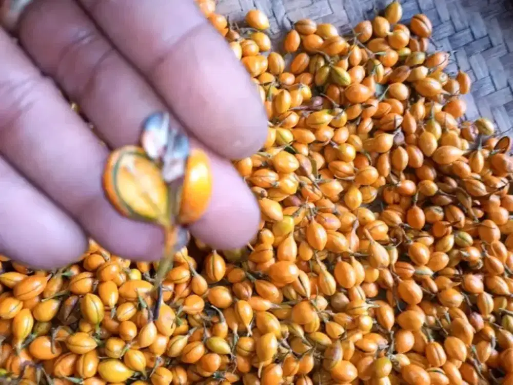 Buah Gaharu Grinop Verstegi - Min 3 kg