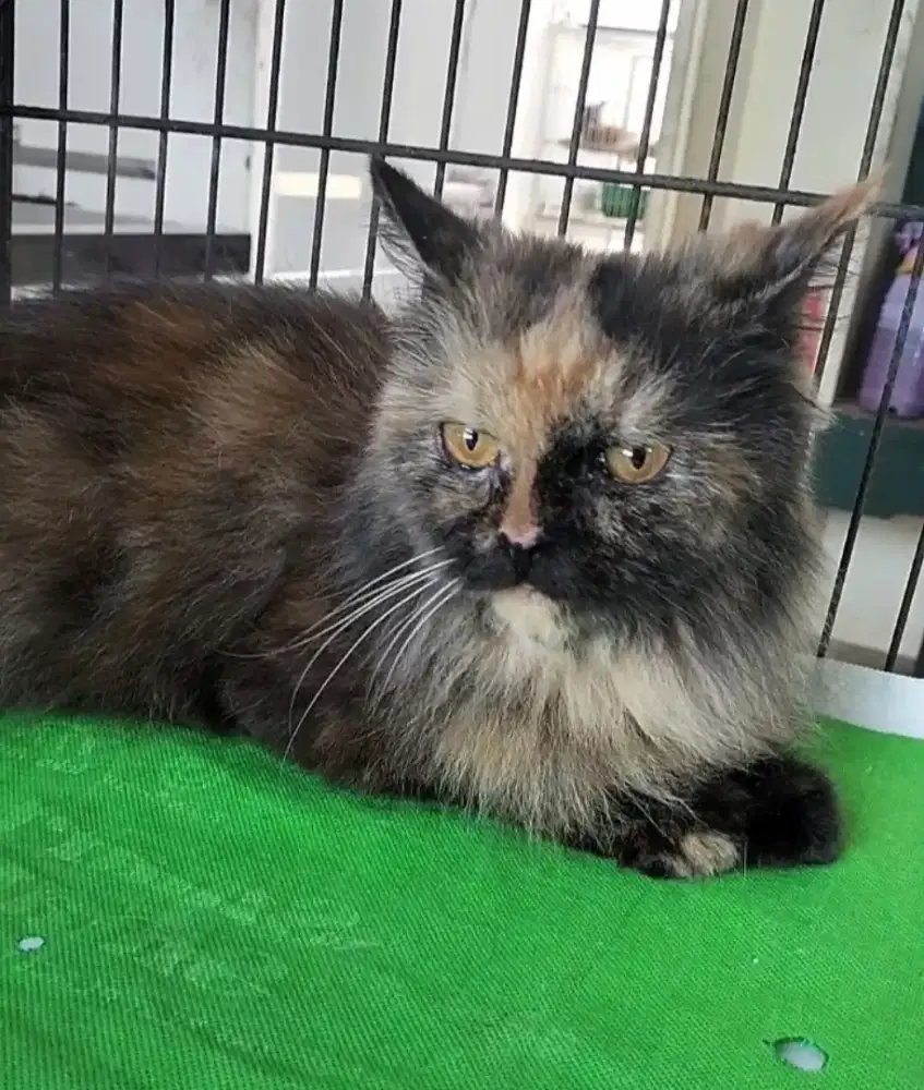 Kucing Persia betina dewasa