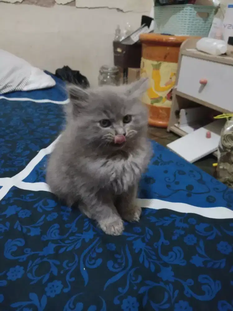 KITTEN PERSIA LONG HAIR