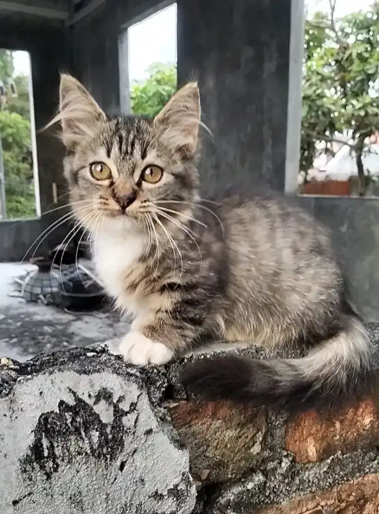 Kucing Persia munchkin betina