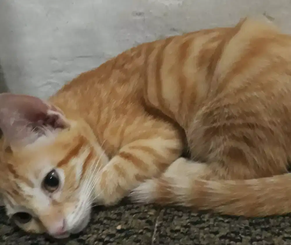 Cari pekerjaan bersih bersih..momong anak juga bisa