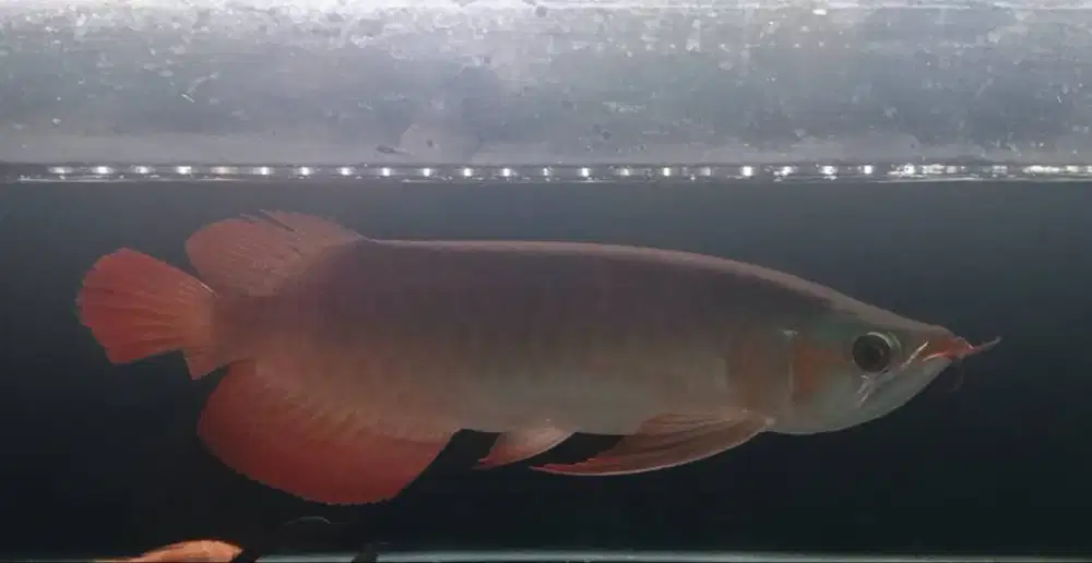 Arwana Super Red ITL