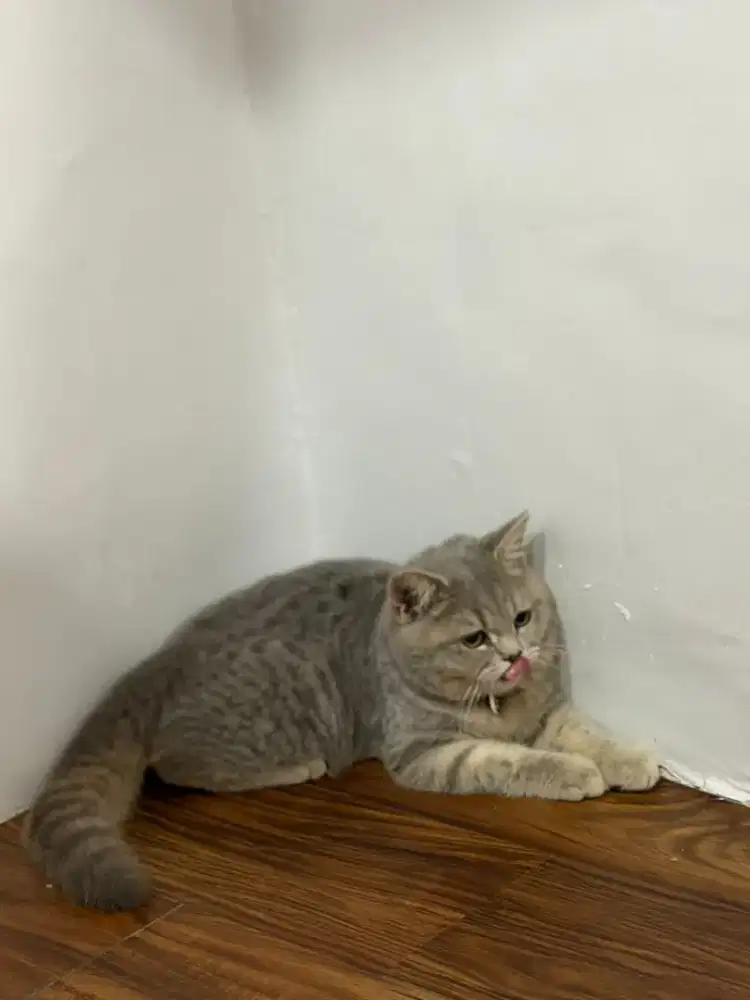 Kucing British short hair