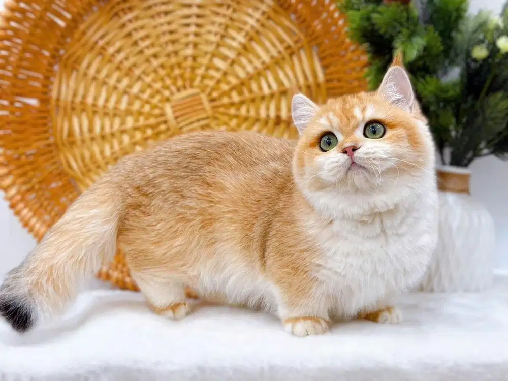 Kucing Munckin Golden NY12