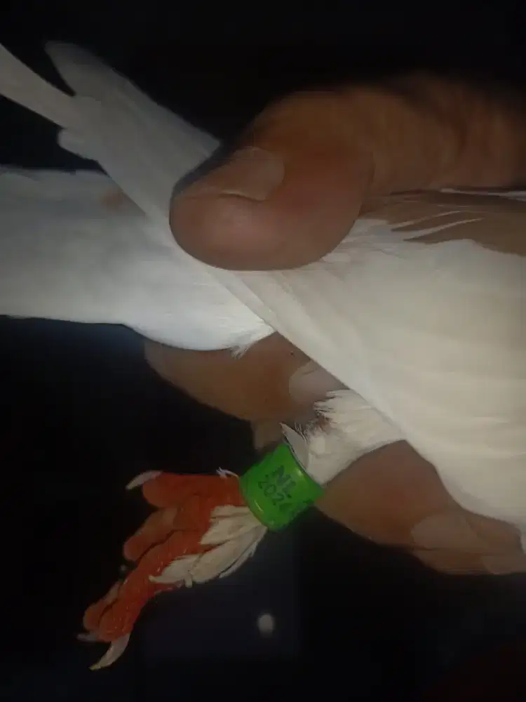 Merpati kolong jantan