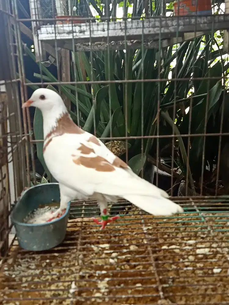 Merpati kolong betina