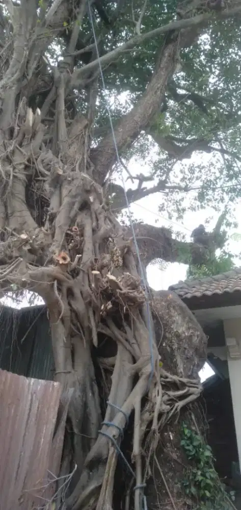 Jasa penebangan pohon