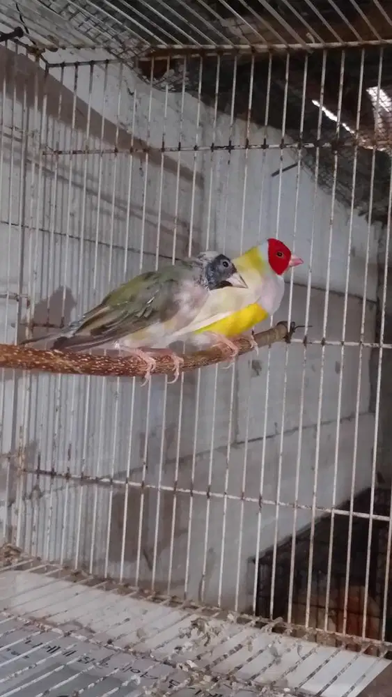 Siapan Gould amadin/ GA/ emprit australia