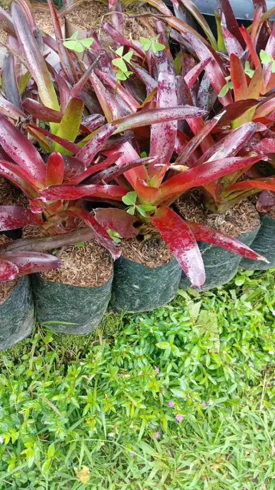 Tanaman Bromelia Mini