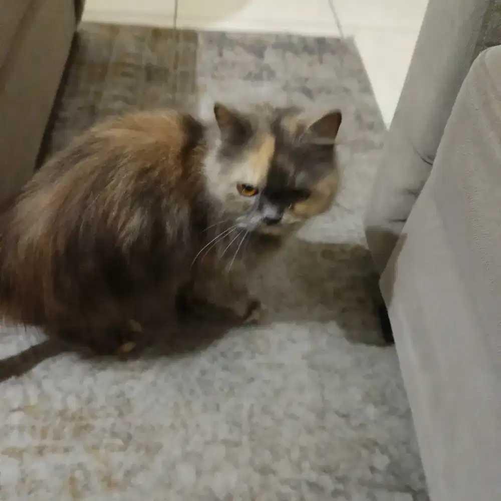 Persia usia 3 bulan betina