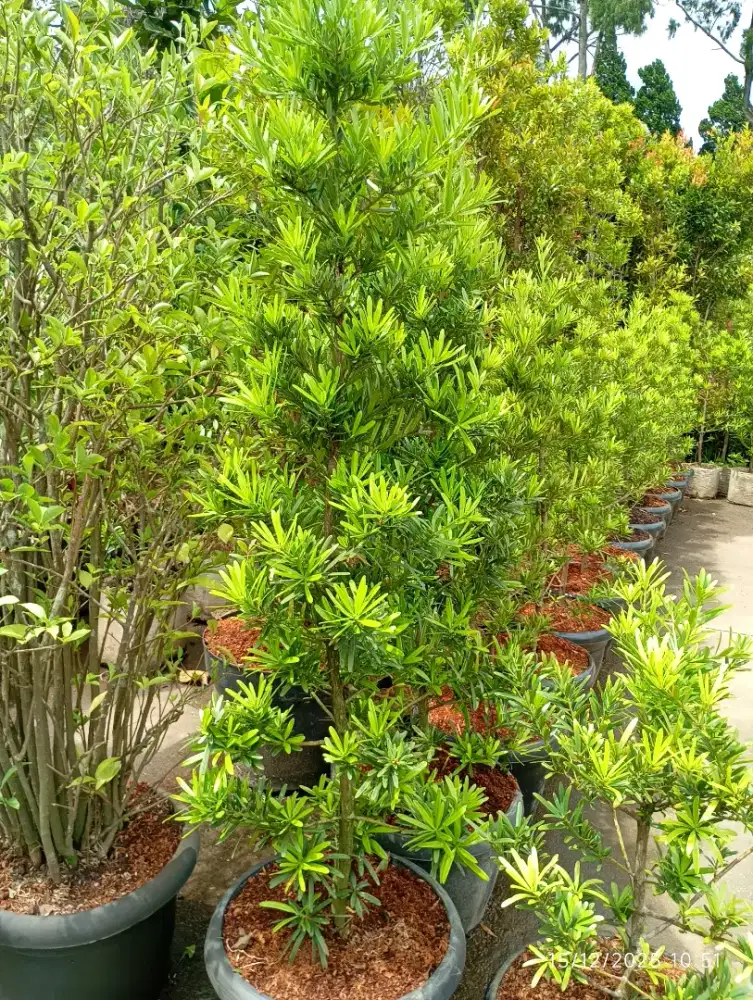 Tanaman Anggur Brazil