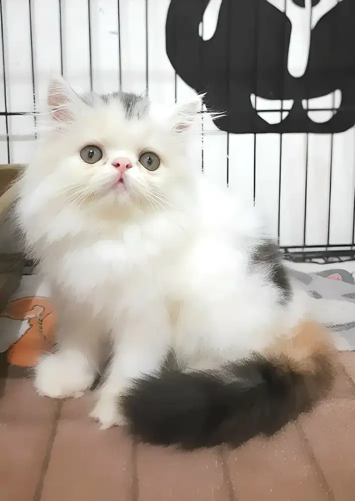 Persia peaknose betina