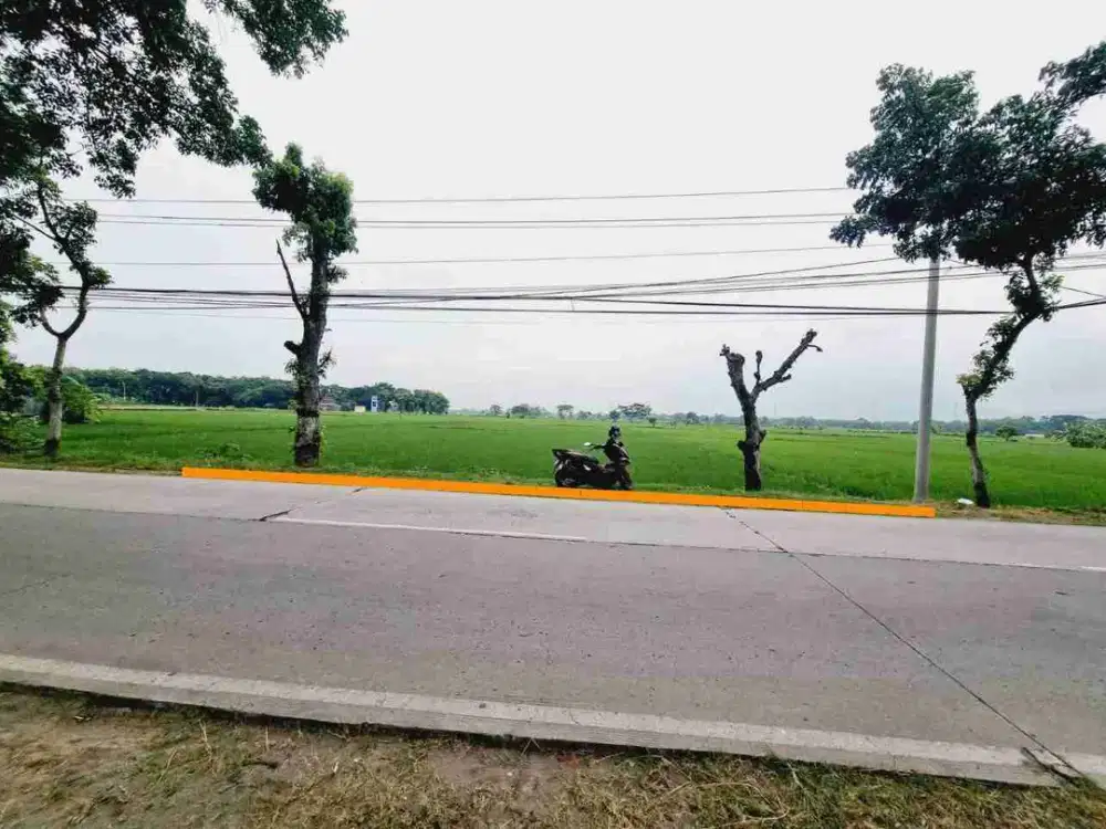 Tanah Sawah Luas 1.873m² Tepi Jln Raya Tanjung Nguter