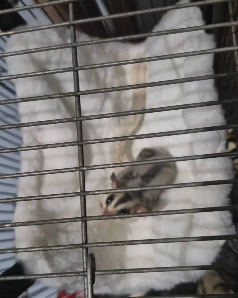 Sugar Glider Mozaik