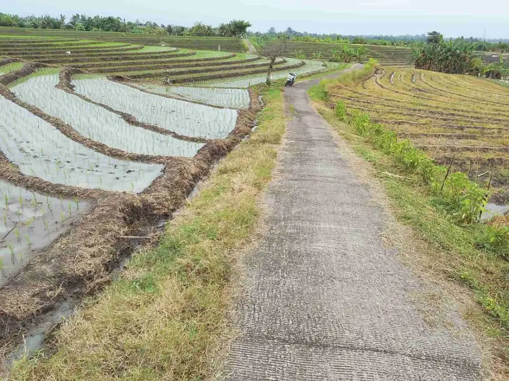 jual tanh sawah lokasintangguntiti