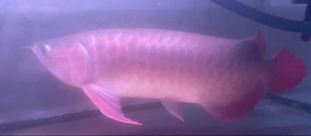 Ikan Arwana Supered uk 40cm up lengkap sertifikat dan chiip