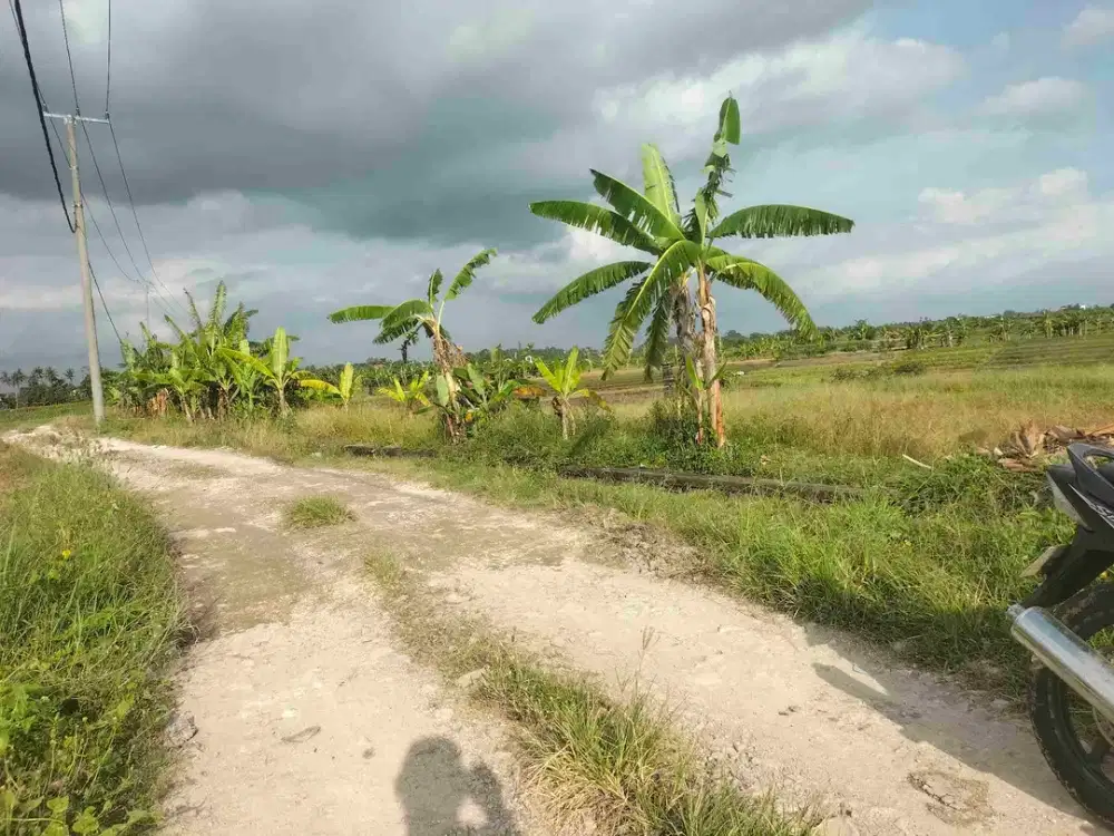 jual tanah dekat pantai .zina pink 20 are hrga 265/ are pasut