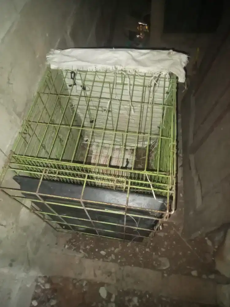 kandang musang musangnya dah lepas