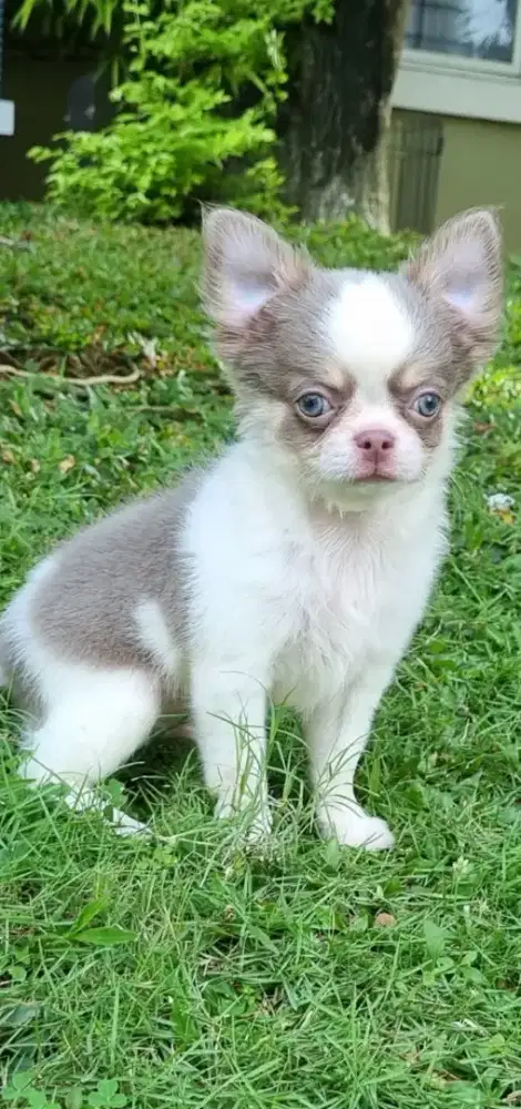 Lilac jantan cihuahua