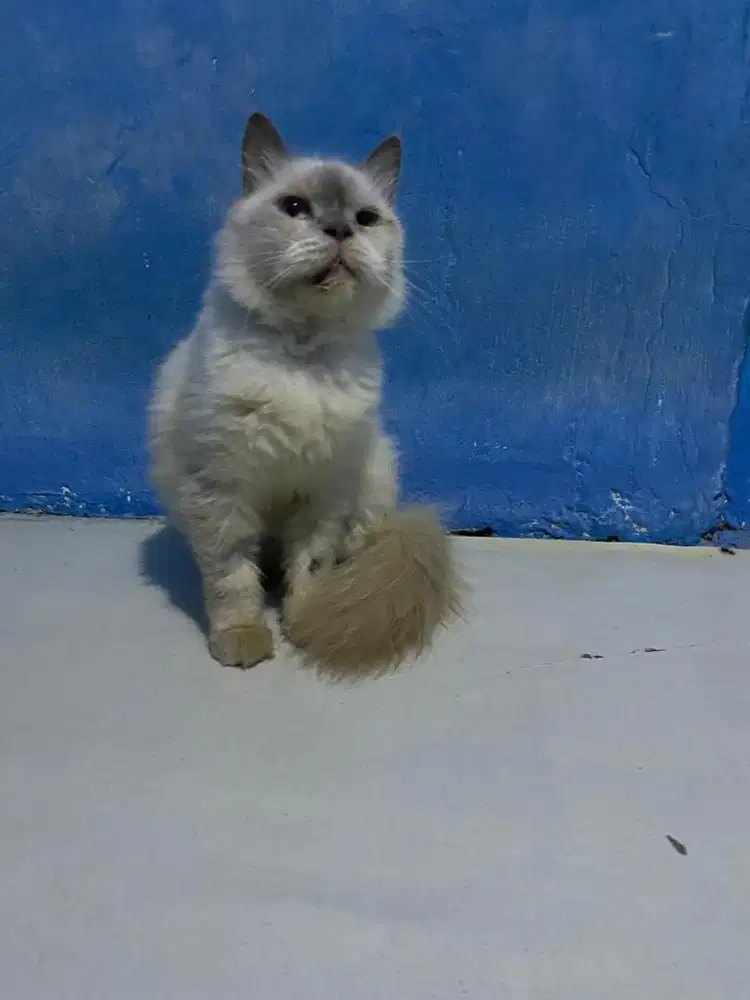 kucing himalaya