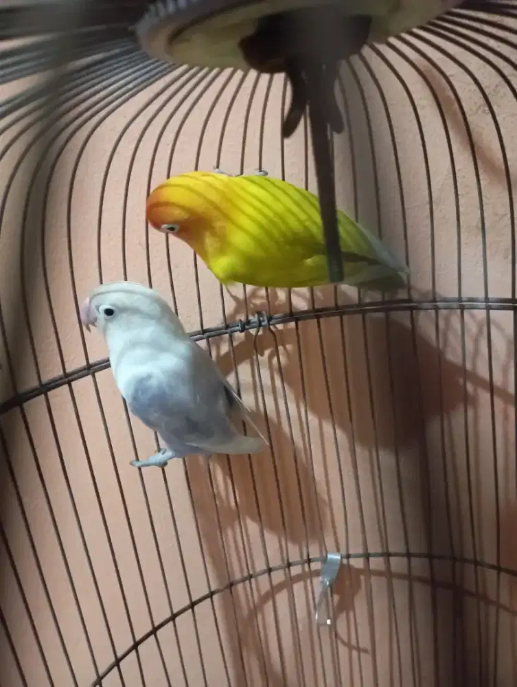 Burung lovebird pasangan ada 2 pasang