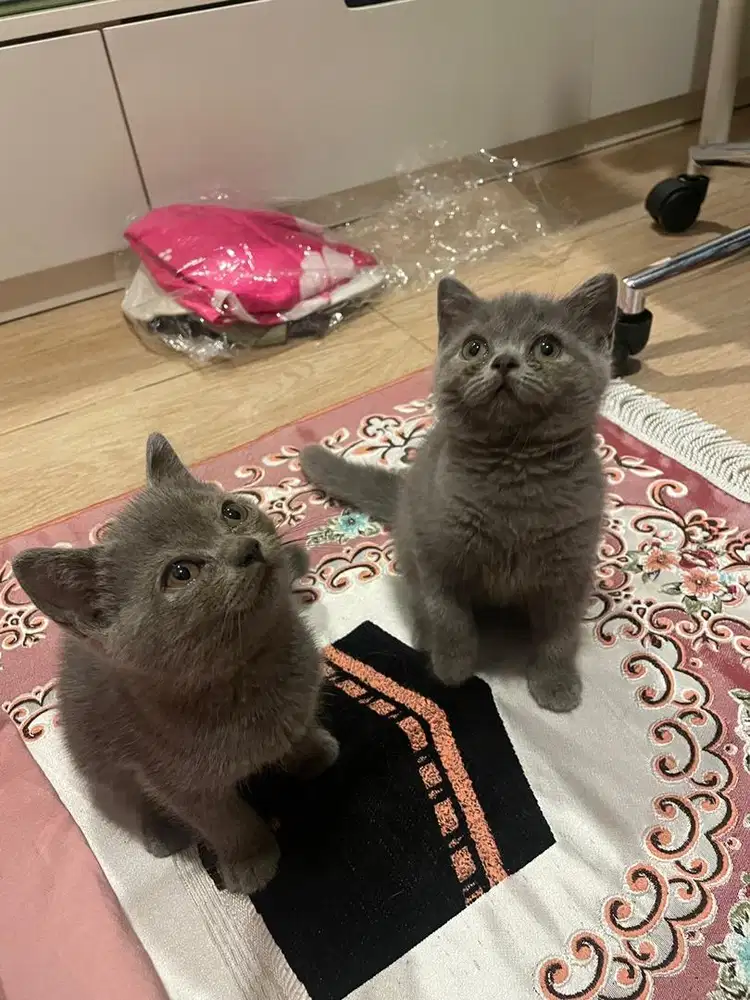 Open Adopt Pure BSH NON PED (British Short Hair) Blue Solid