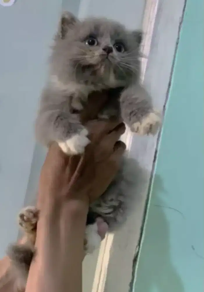 Kucing kitten mix  British longhair Female lucu
