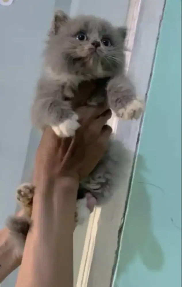 Kucing kitten British longhair Bicolour