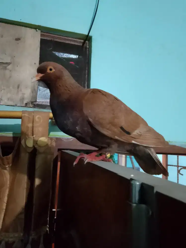 Di jual cepat burung merpati betina jinak
