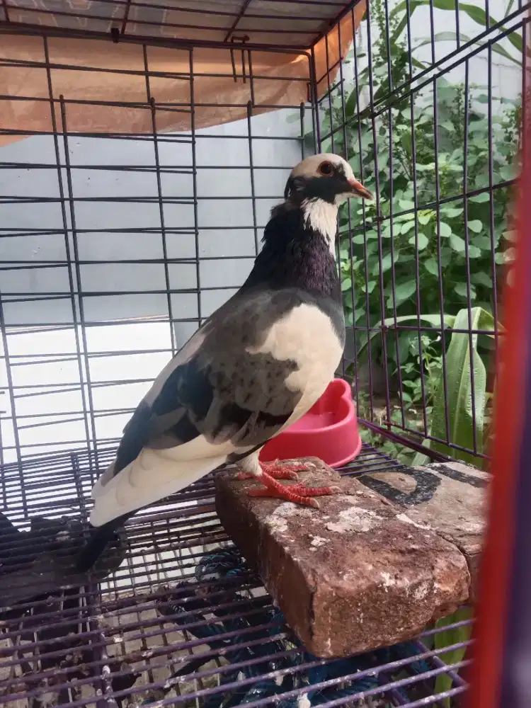 Burung dara Blantong
