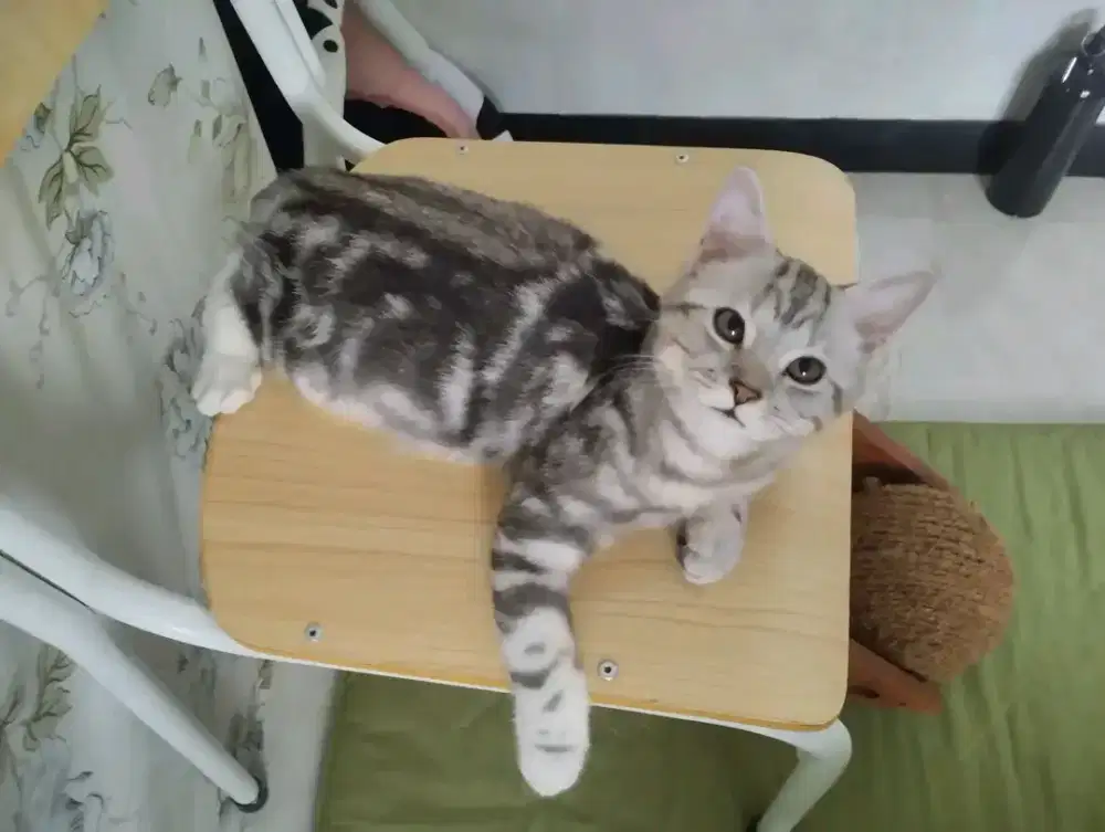 Kitten American Shorthair mix jantan