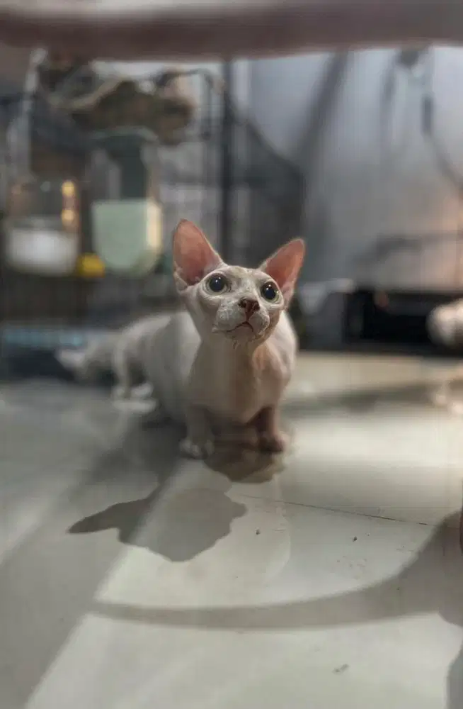 Kucing Sphinx Sphynx Jantan 6 Bulan