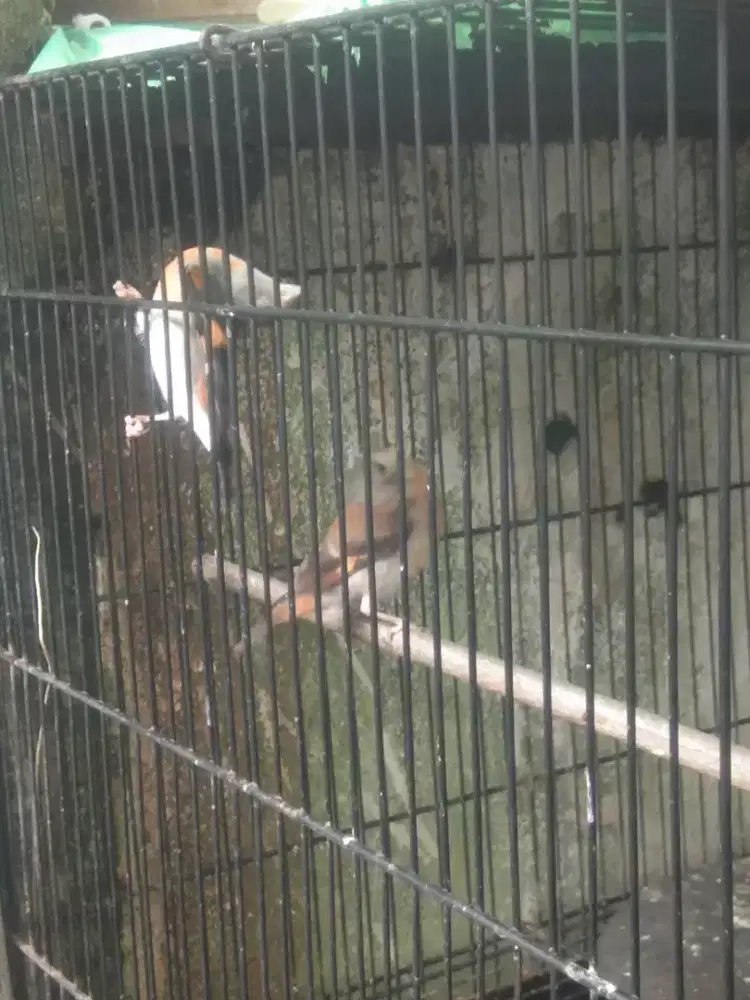 Burung Redsiskin sepasang