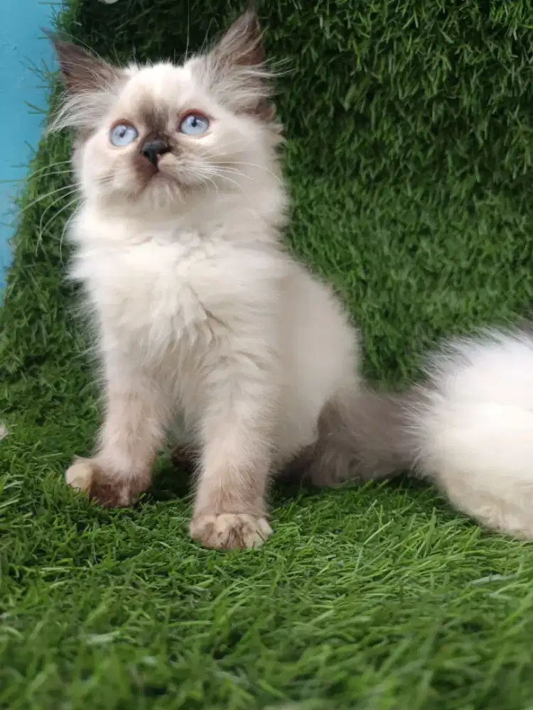 Kucing Persian Himalaya harga bersahabat