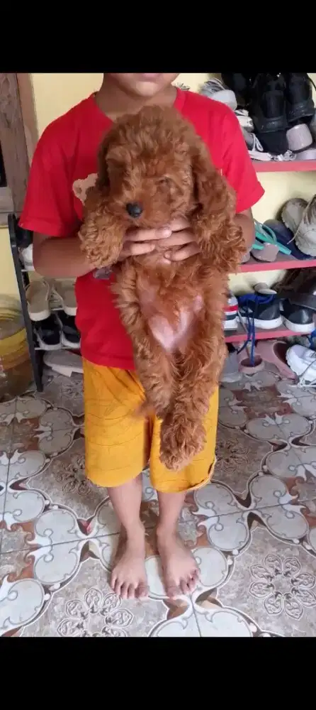 Baby poddel betina 2 bln non stbm dah vaksin