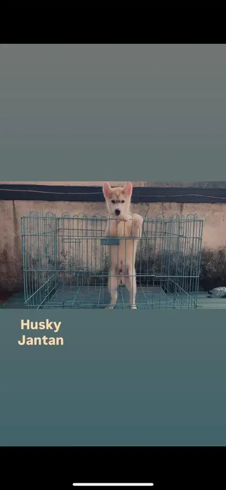 Puppy Husky Stambum